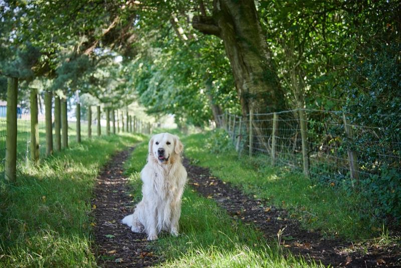 5 Dog-Friendly Walks in Yorkshire You Must Do At Least Once